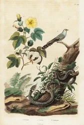 Coton, coucou et serpent d