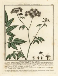 Ciguë aquatique, Cicuta virosa