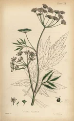 Ciguë aquatique, Cicuta virosa. Lithographie en couleur par Henry Sowerby de Flora Homeopathica d
