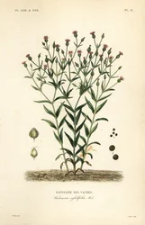 Saponaire des Vaches
