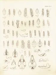 Grues et dents de divers types de rongeurs décrits par Charles Darwin lors de son voyage d
