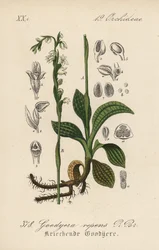 Goodyera rampante - Tresses de dame rampantes, Goodyera repens. Lithographie en couleur de la Flora von Deutschland de Diederich von Schlechtendal, Iéna