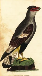 Caracara huppé, Caracara plancus (gravure)