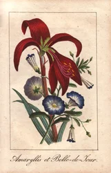 Amaryllis cramoisi et gloire du matin naine, Hippeastrum et Convolvulus tricolor