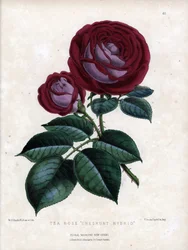 Rose hybride rose et pourpre. Variété hybride du thé, cultivée en serre, type Rose de Chine. Lithographie par Worthington G.Smith (1835-1917), publiée dans Floral Magazine