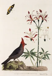 Bec-croisé, lys et papillon