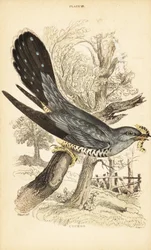 Coucou, Cuculus canorus, avec une chenille dans son bec. 1889 (gravure)