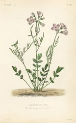 Cardamine des prés