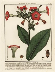 Tabac cultivé, Nicotiana tabacum