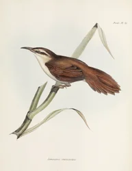 Rousserolle à bec courbe, Argentine, vers 1832-1836
