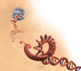 ADN incluant double hélice, chromosome, cellule