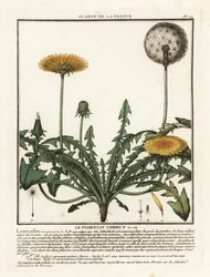Pissenlit, Taraxacum campylodes