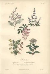 Impression botanique décorative avec tamarin, caroubier, arbre chaste, épine-vinette et viorne