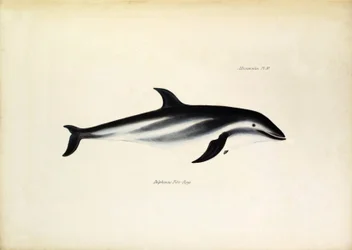 Delphinus Fitz-Royi, dauphin noir ou Fitzroy, nommé d