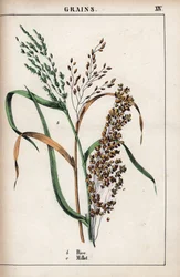 Description des céréales : riz et millet. Chromolithographie dans « Recueil d