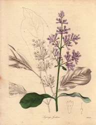 Description du lilas hongrois (Syringa josikaea), illustration par Miss R. Mills, dans The Botanist, série par Benjamin Maund