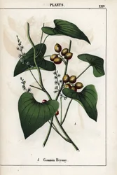Description de la bryone commune (Bryonia alba), avec ses baies dorées. Chromolithographie dans « Recueil d