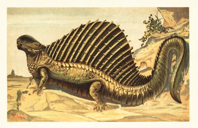 Dimetrodon limbatus avec sa voile épineuse neurale distinctive