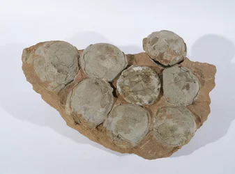Œufs de dinosaure, trouvés dans la province du Henan, Chine, période crétacée supérieure (photo)