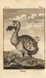 Dodo, Raphus cucullatus, oiseau éteint