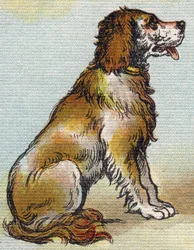 Chien. Gravure dans "Alphabet de ma petite fille". Bernardin-Béchet et Fils, libraires-éditeurs, Paris, vers 1895. Album incassable sur toile. Bibliothèque des Bébés.