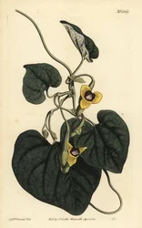 Aristoloche tomenteuse