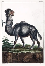 Dromadaire