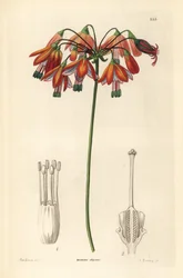 Goutte de corail ou corail du Mexique, Bessera elegans