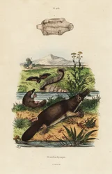 Ornithorynque, Ornithorhynchus anatinus