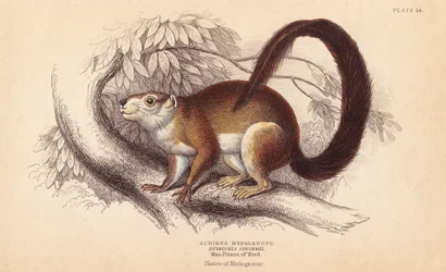 Écureuil de Duvaucel