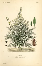 Garance des teinturiers, Rubia tinctorum