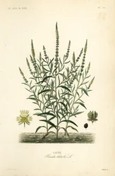 Gaude, Reseda luteola