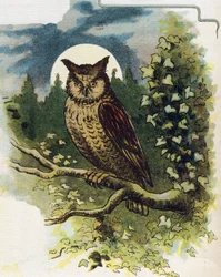 Oreille. Gravure dans "ABC L