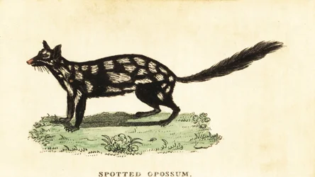 Quoll oriental, Dasyurus viverrinus, 1800 (gravure)