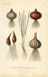 Plantes bulbeuses alimentaires