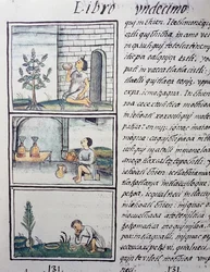 Plantes comestibles, page du Livre XI du Codex Florentin