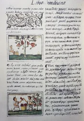 Plantes comestibles, haricots rouges, page du Livre XI du Codex Florentin