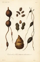 Tubercules alimentaires et fruits
