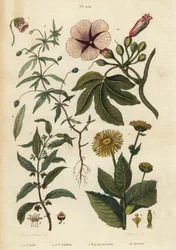 Aunée, Inula helenium, violette verte, Hybanthus species Ionidium polygalifolium, ipecacuanha, Carapichea ipecacuanha, et liseron, Ipomoea insignis