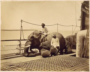 Éléphant sur le pont d