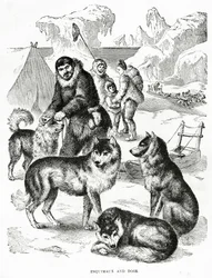 Esquimaux et chiens. 1902 (lithographie)