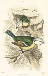 Mésange bleue, Cyanistes caeruleus