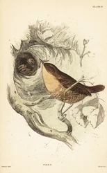 Troglodyte mignon, Troglodytes troglodytes