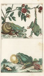 Grenouilles européennes et italiennes - Eau-forte par Gottlieb Tobias Wilhelm (1758-1811), de l
