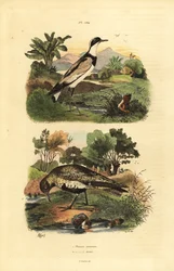 Pluvier doré européen, Pluvialis apricaria, et pluvier à collier interrompu, Charadrius hiaticula