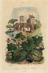 Mélodie européenne, Meloe proscarabaeus 1,2, melon de Honfleur, Cucumis melo 3, et mouche du mouton, Melophagus ovinus 4