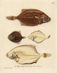 Plie européenne, Pleuronectes platessa et barbue, Scophthalmus rhombus