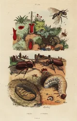 Coléoptère rhinocéros européen, Oryctes nasicornis, nymphe et larve, abeille des vergers européenne, Osmia cornuta, et nid