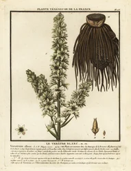 Hellébore blanc européen, Veratrum album
