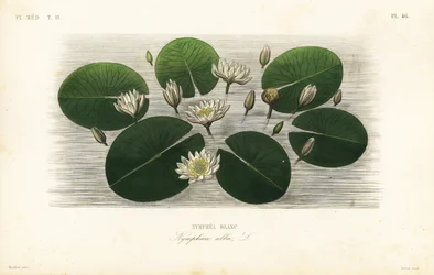Nénuphar blanc, Nymphaea alba